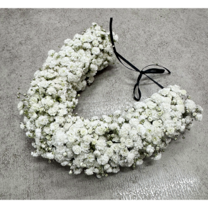 Gypsophila Veni CVN01894